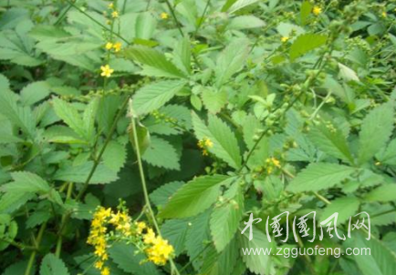 農(nóng)村止血奇藥