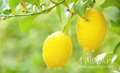 檸檬水你喝對(duì)了嗎
