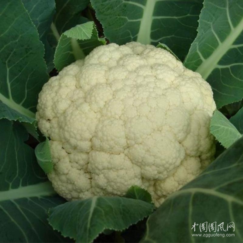 花椰菜不僅能預(yù)防高血壓，還能趕走癌癥