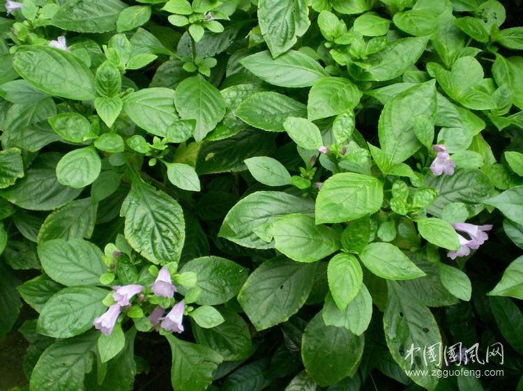 農(nóng)村這些野菜，食療功效高，治咳嗽胸痛，活血舒筋