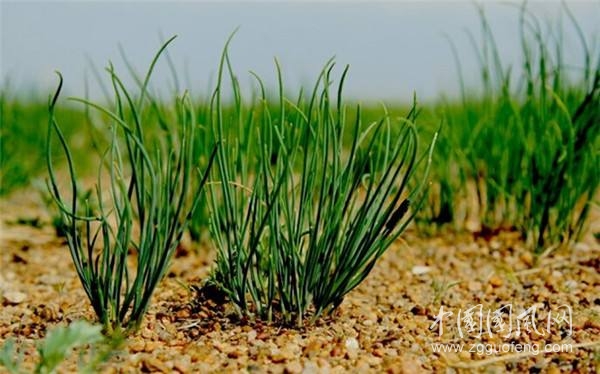 大漠里的養(yǎng)生瑰寶