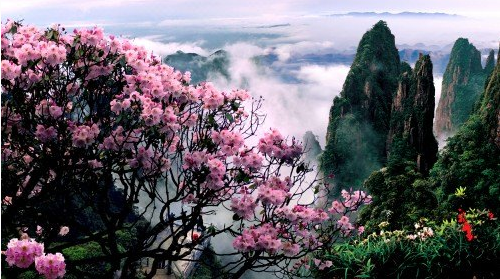 看，三清山杜鵑花海！