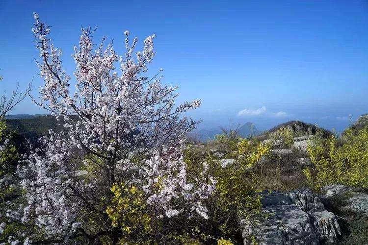 太行大峽谷桃花朵朵開，連翹花知春來
