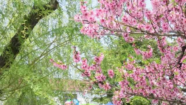 隱藏在上海郊區(qū)的一個古色古香小鎮(zhèn)，值得你去一游