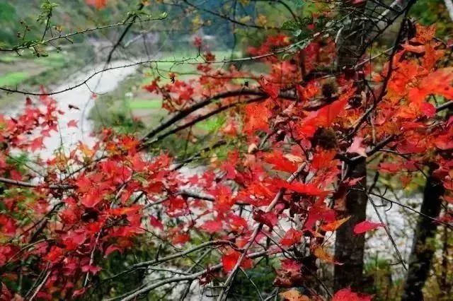 深秋魚泉山紅葉
