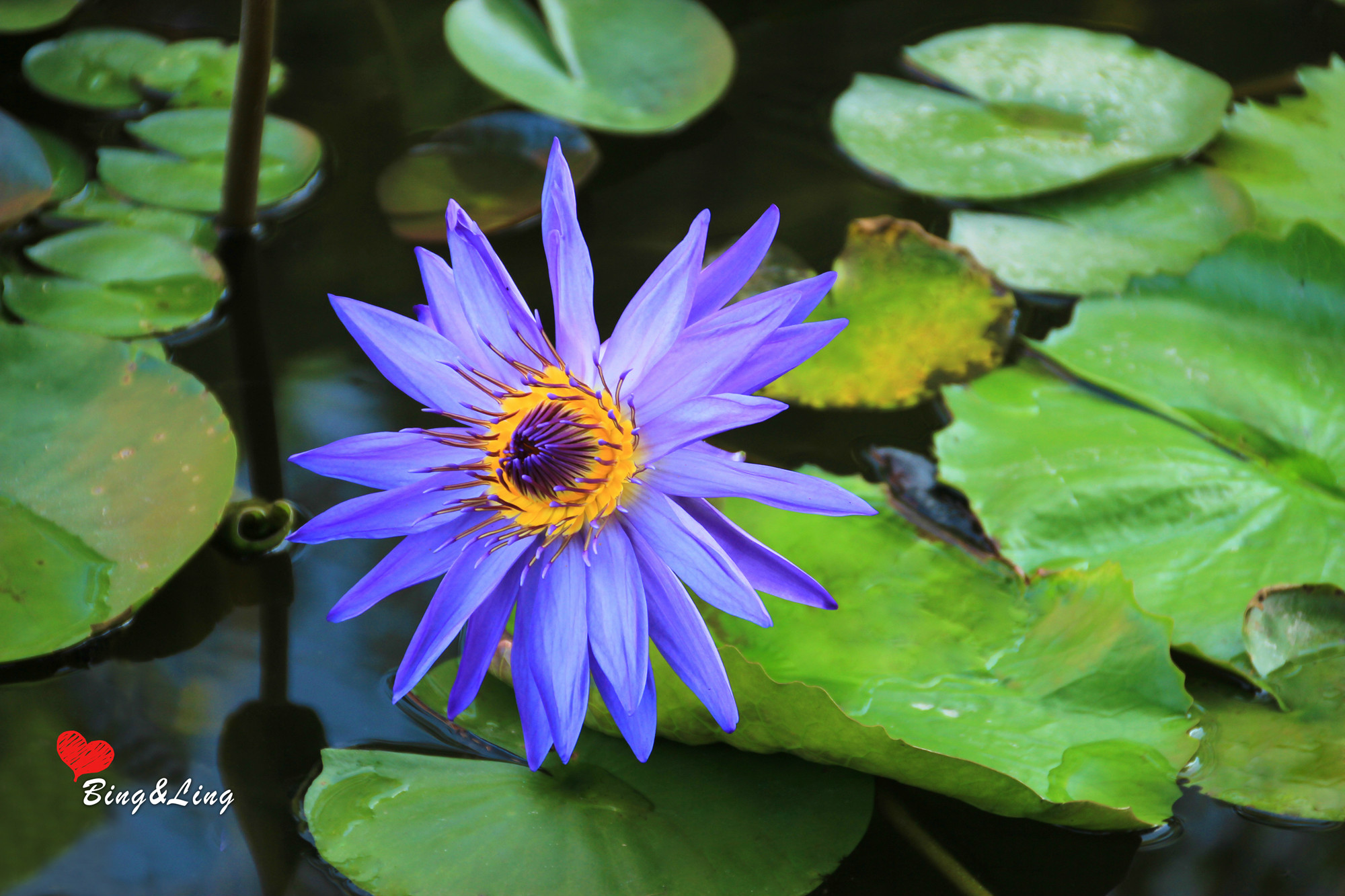 珠海在哪里賞花好，去珠海賞花有什么推薦，珠海賞花攻略