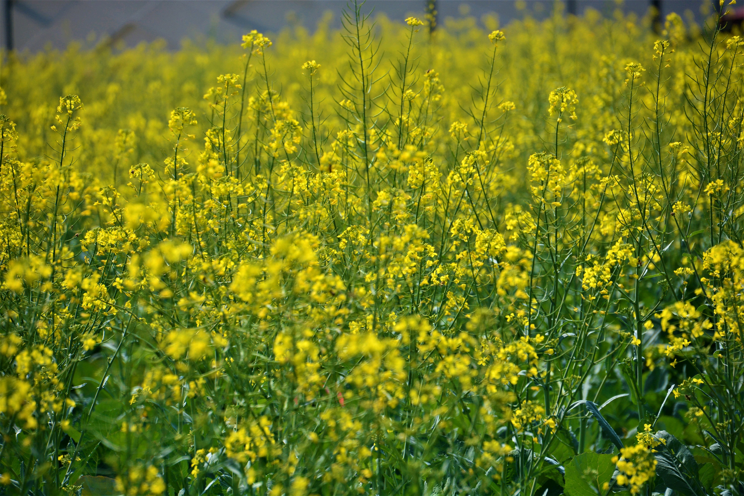 珠海在哪里賞花好，去珠海賞花有什么推薦，珠海賞花攻略