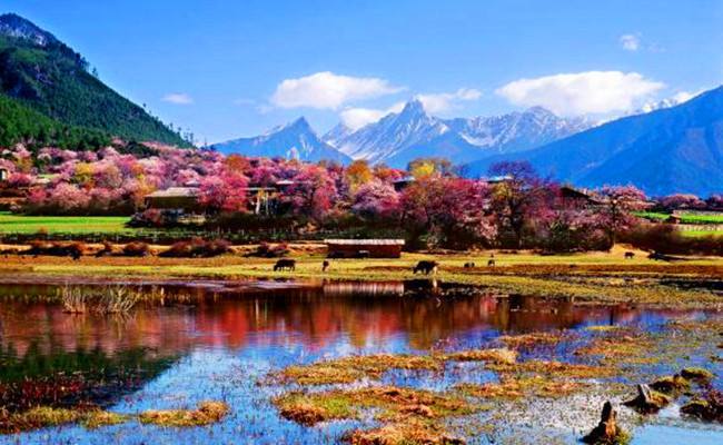 3月西藏林芝