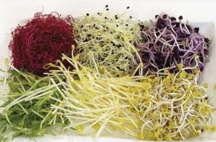 這幾種菜發(fā)了芽吃營養(yǎng)翻倍哦
