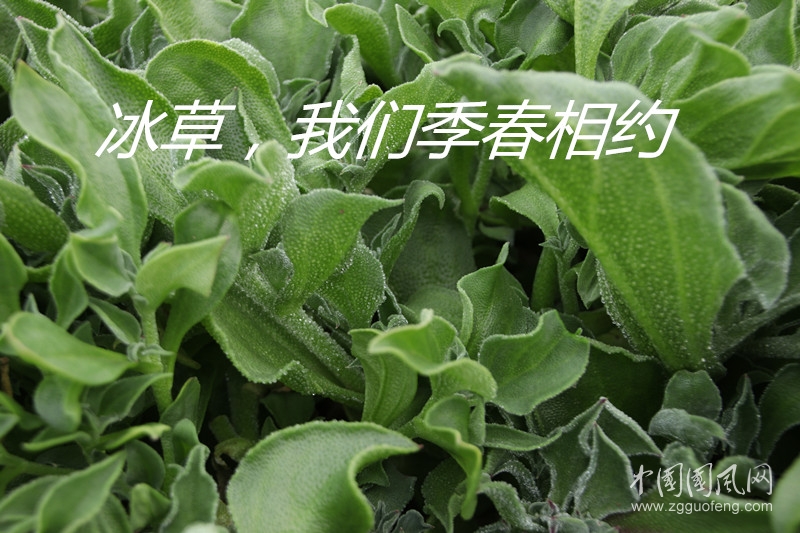 冰草，我們季春相約（文   孫克攀）
