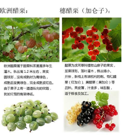 這種果子，離遠(yuǎn)了看特別像櫻桃，維生素C僅次于獼猴桃