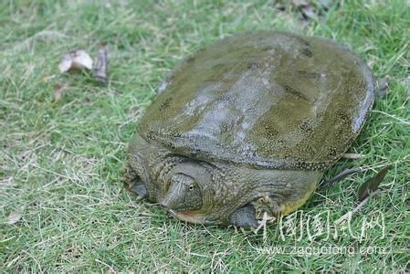 農(nóng)村里的八大野味