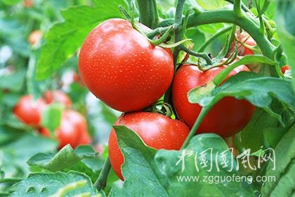 番茄越紅越熟越防癌