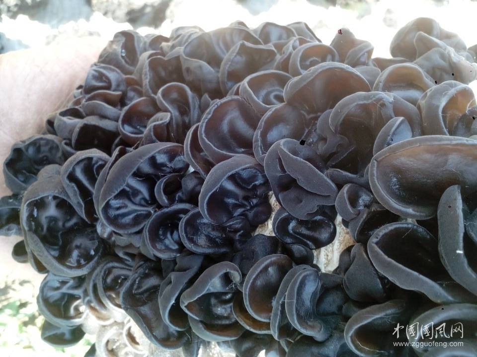 這6種蔬菜別隨意食用！易引發(fā)中毒