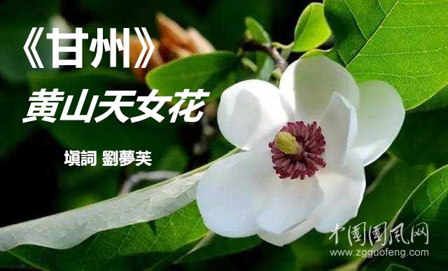 天女花.jpg