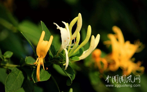 金銀花.jpg