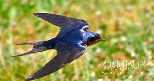 紫燕聽風.jpg