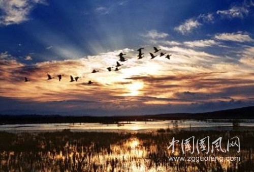 寒雁臨湖.jpg