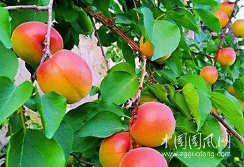 紅梅杏_副本.jpg