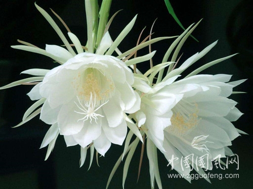 曇花吟.jpg