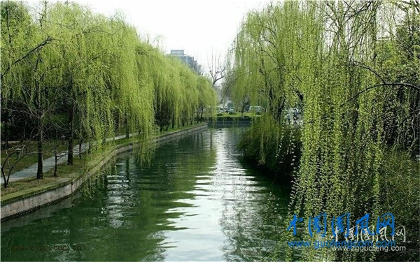 隋堤煙柳.jpg