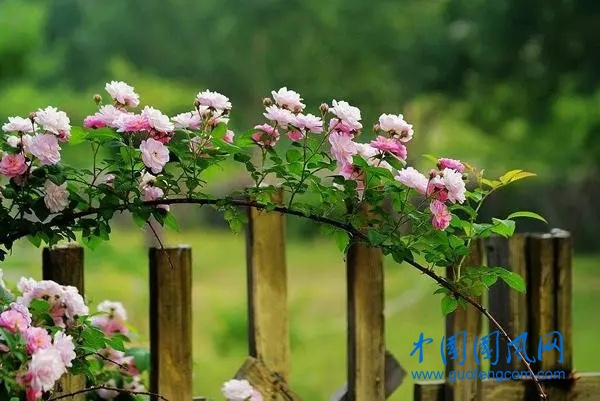 薔薇花.webp.jpg