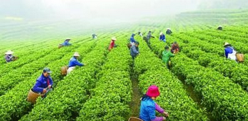 在中國(guó)這個(gè)茶文化的搖籃，福建為何享有茶鄉(xiāng)的盛譽(yù)