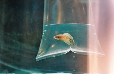 香魚的故鄉(xiāng)
