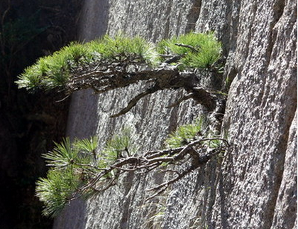 黃山絕壁松