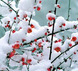 雪梅