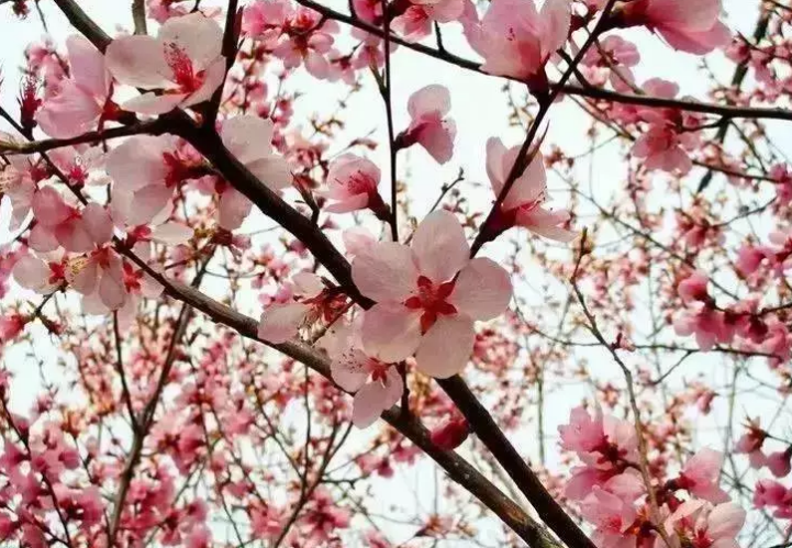 詠早梅 / 揚州法曹梅花盛開