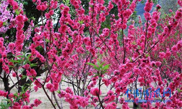碧桃滿樹.jpg