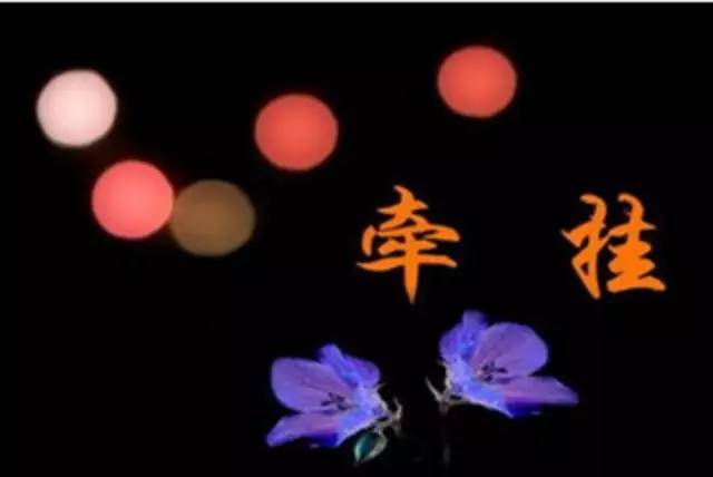 牽掛  （文  孫克攀）