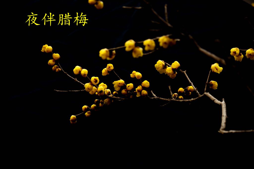  夜伴臘梅（作者/張超我）