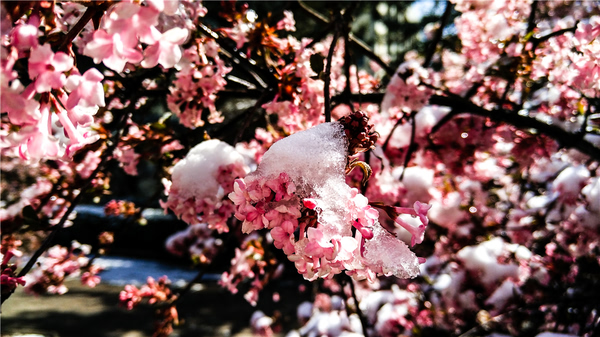 倒春寒  文/吳忠芹