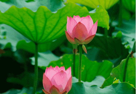坦坦蕩蕩走正道，規(guī)規(guī)矩矩過生活