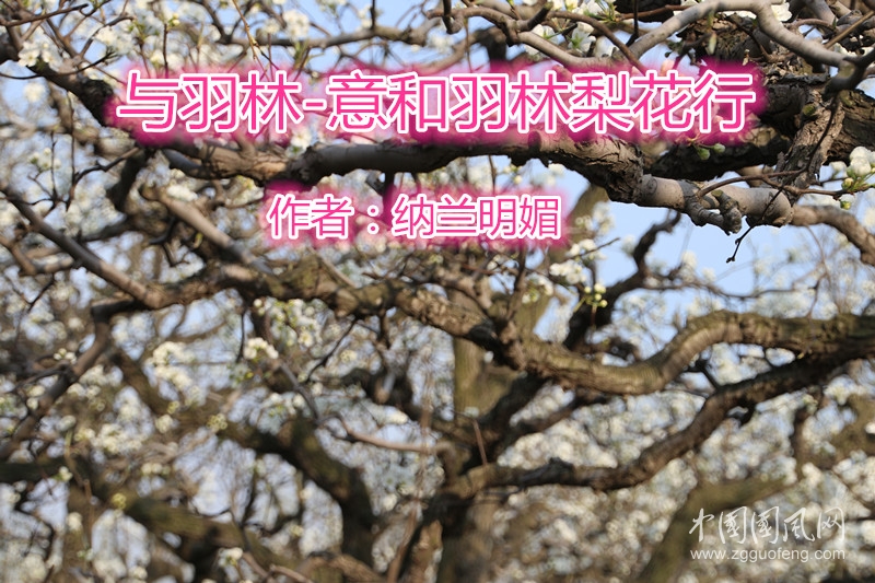 與羽林-意和羽林梨花行（文 納蘭明媚）