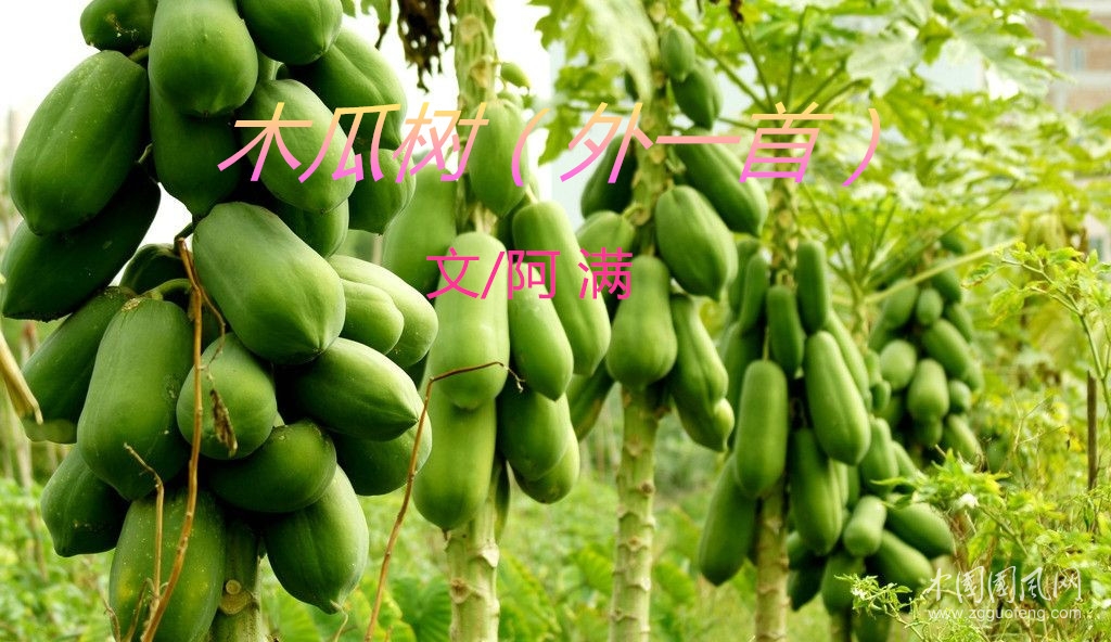 木瓜樹（外一首）（文/阿滿）