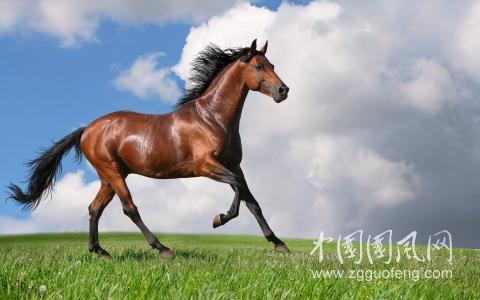 我是一匹馬    歌詞/梅花鹿