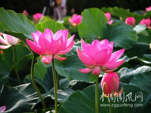 《心中盛開的蓮》       文/虎嘯王城