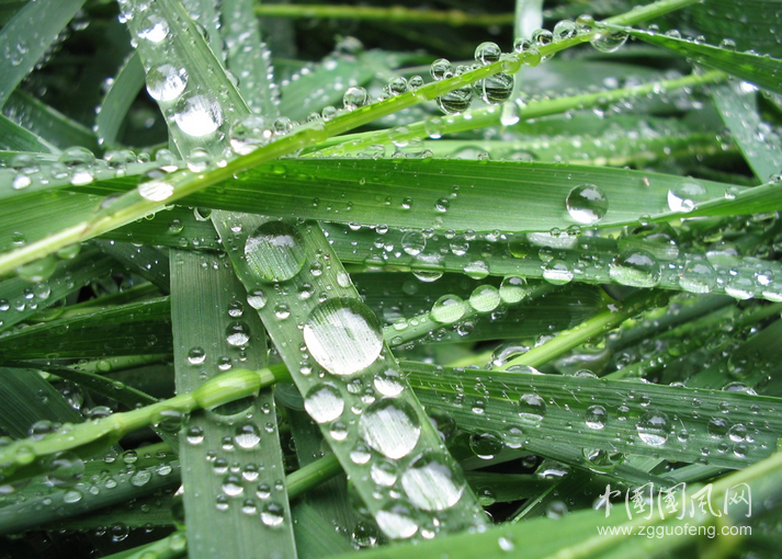 水珠（文/秋色）