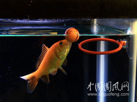 金魚的自白