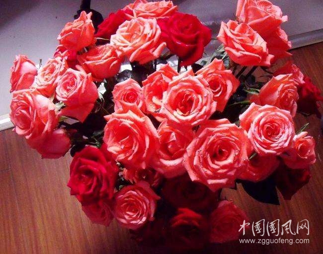 愛似玫瑰   文/蘭蘭