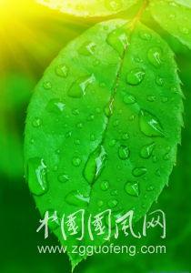葉子
