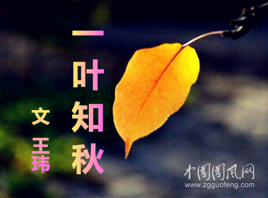  一葉知秋（文  王瑋）