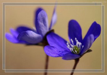 一千零一次的堅強(qiáng)
