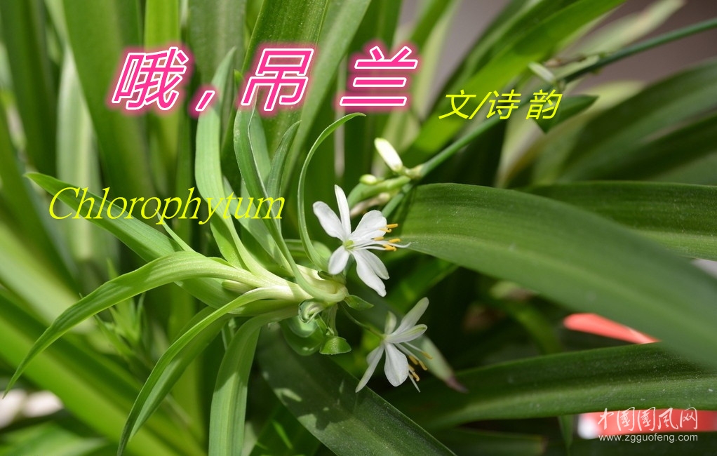 吊籃.jpg