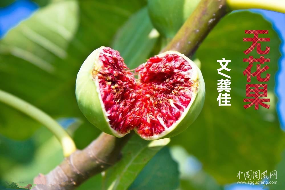 無(wú)花果（文/龔佳）