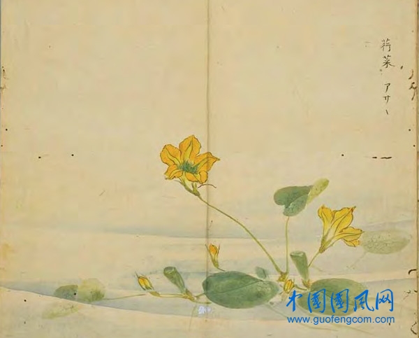 _ShiJing_荇菜.jpg