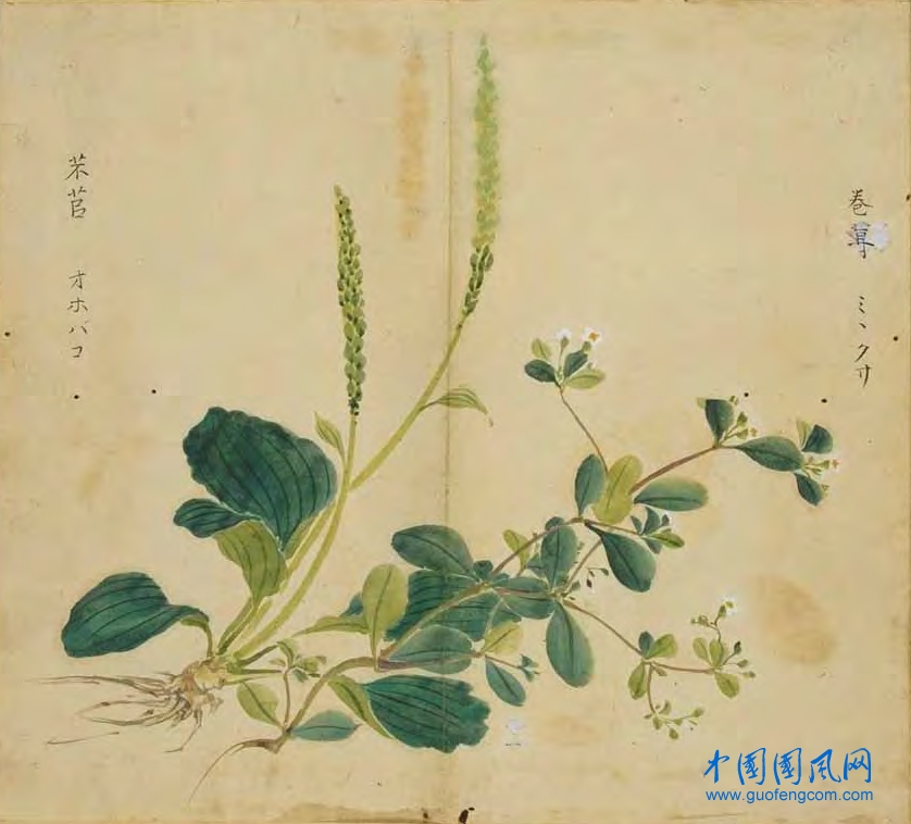 _ShiJing_芣苢 卷耳.jpg